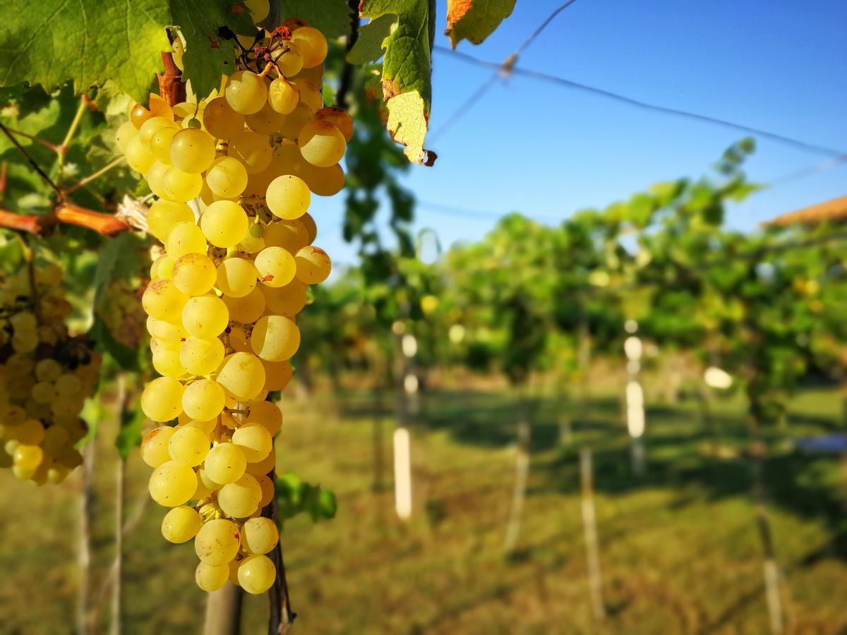 Agriturismo Graziano E Barbara ปอร์โต คอนเต ภายนอก รูปภาพ